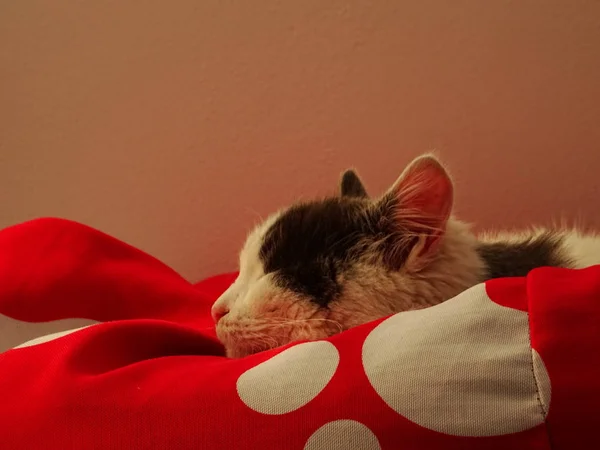 Gatinho Branco Sonolento Uma Cadeira Estimação Vermelha — Fotografia de Stock