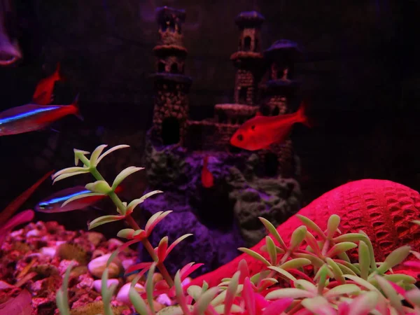 Neon Serpae Decorative Fishes — Stock Photo, Image