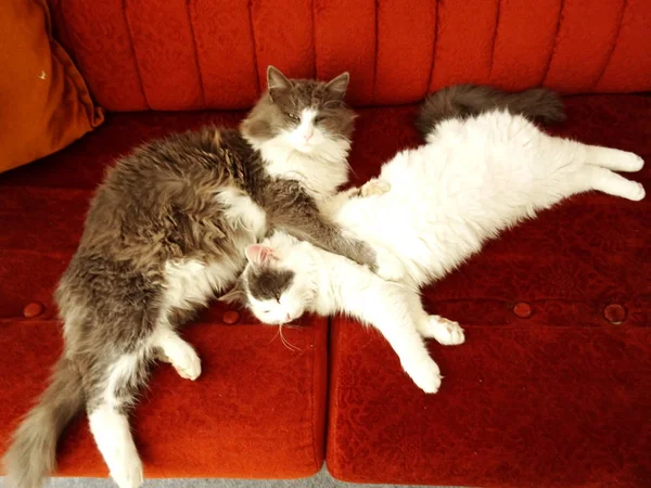 Kanepede yatan kediler