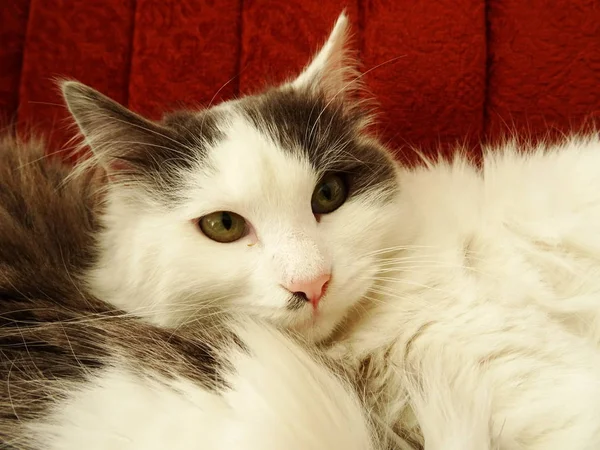 Weiße Katze Liegt Auf Einem Sofa — Stockfoto