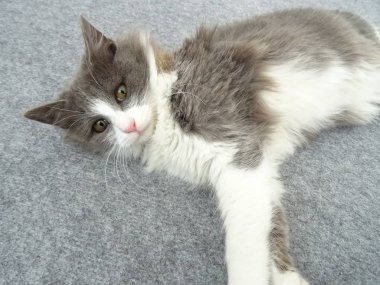 Gri ve beyaz Kitty