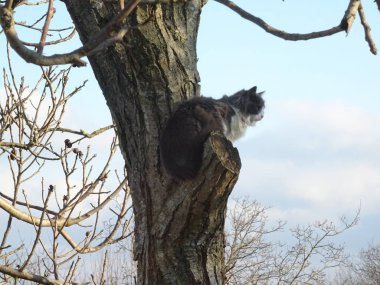 Bir ağaç pofuduk kedi