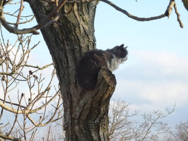 Bir ağaç pofuduk kedi