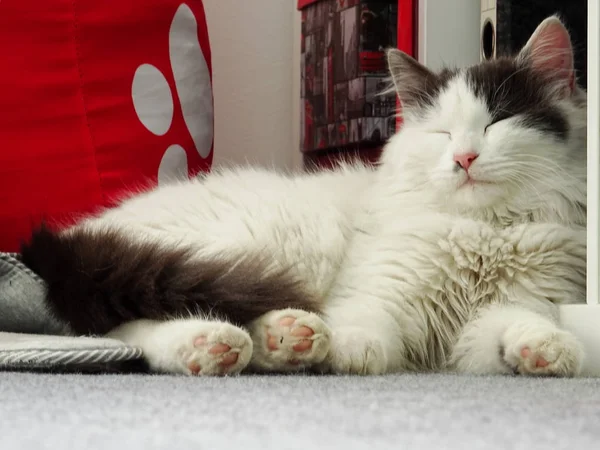 Bílá Nadýchaná Spící Kočička — Stock fotografie