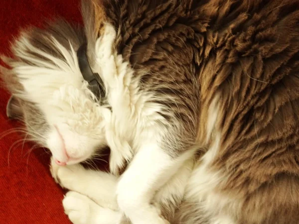 Sleepng Gray Fluffy Cat — Stock Photo, Image
