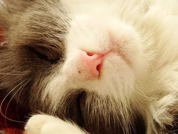 Katzenschnauze Mit Pinkfarbener Nase — Stockfoto