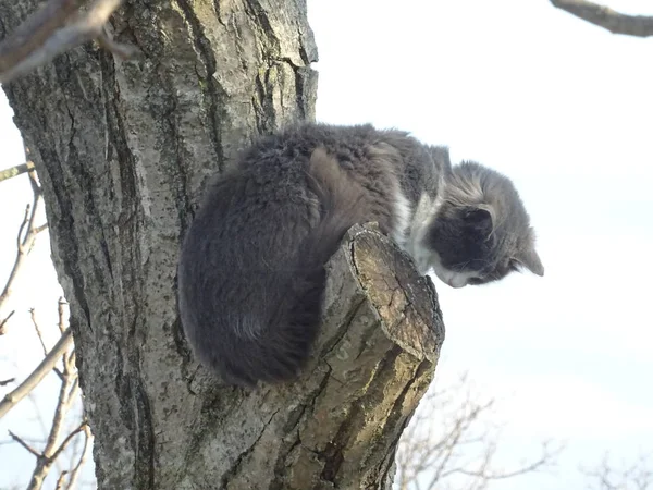 Flauschige Katze Auf Einem Baum — Stockfoto