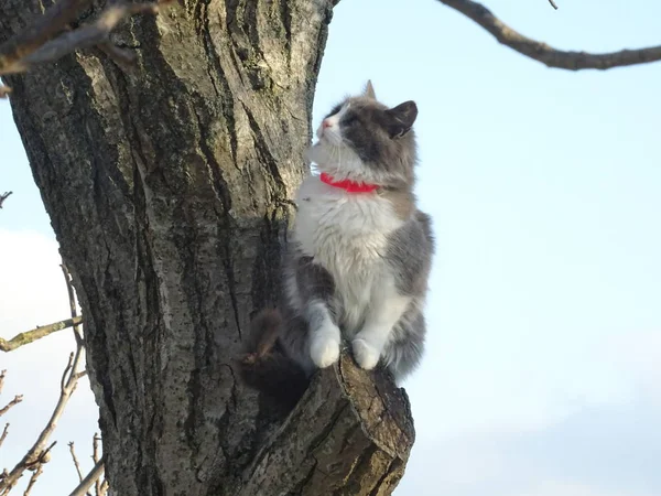 나무에 고양이 — 스톡 사진