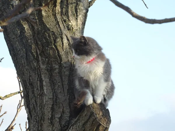 Bir Ağaç Pofuduk Kedi — Stok fotoğraf