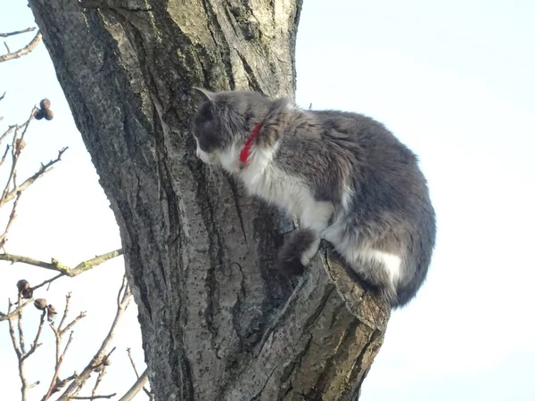 木の上のふわふわの猫 — ストック写真