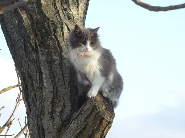 나무에 고양이 — 스톡 사진