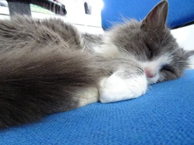 Bir mavi ofis koltuğu uyku kabarık kedi yavrusu