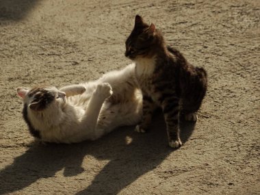 İki mücadele açık yavru kedi