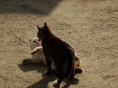 İki mücadele açık yavru kedi