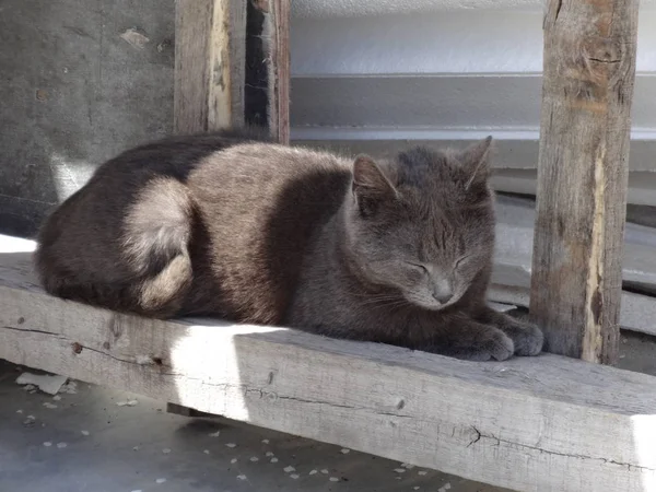 外の灰色の英国猫 — ストック写真