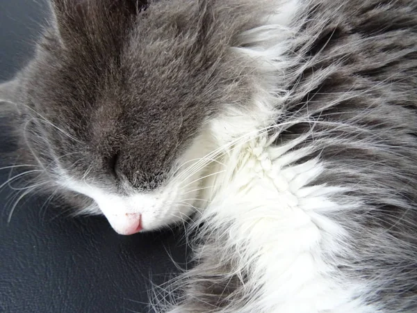 Sleepng Fluffig Grå Katt — Stockfoto
