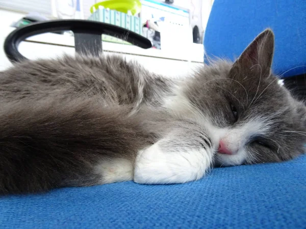 Fluffy Kitten Sleeping on a Blue Office Chair