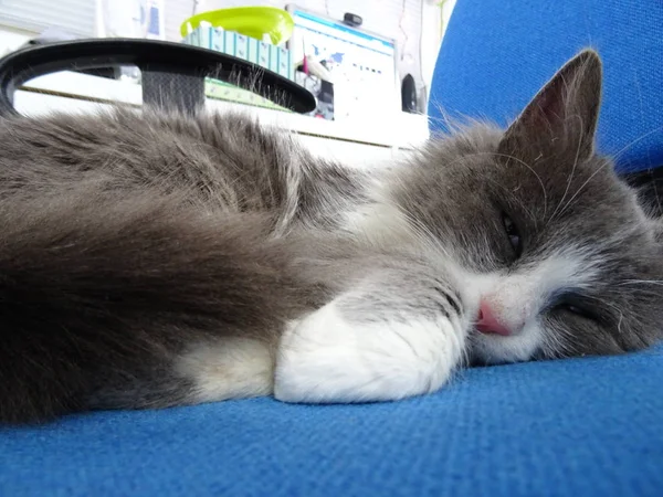 Puszysty Kotek Spanie Niebieskie Krzesło — Zdjęcie stockowe