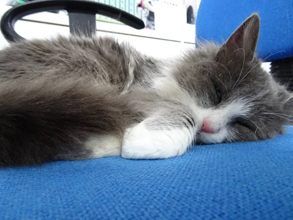 Fluffy Kitten Sleeping on a Blue Office Chair