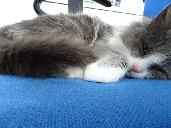 Gatinho Fofo Dormindo Uma Cadeira Escritório Azul — Fotografia de Stock