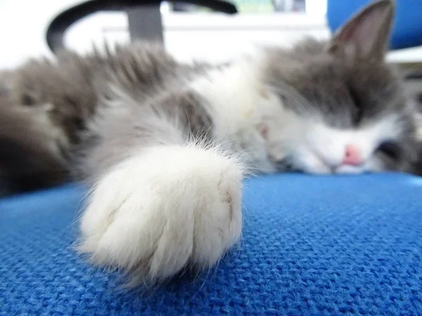 Gatito Esponjoso Durmiendo Una Silla Oficina Azul —  Fotos de Stock