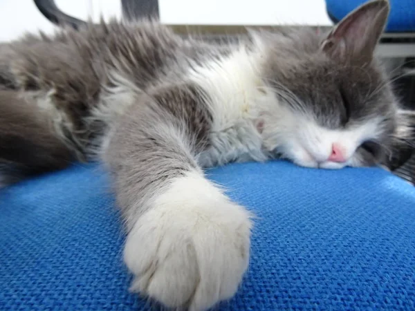 Pluizig Kitten Slapen Een Bureaustoel Stof Blauw — Stockfoto