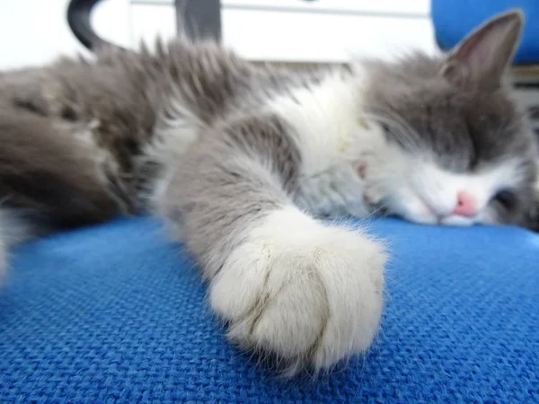 Flauschiges Kätzchen Schläft Auf Blauem Bürostuhl — Stockfoto