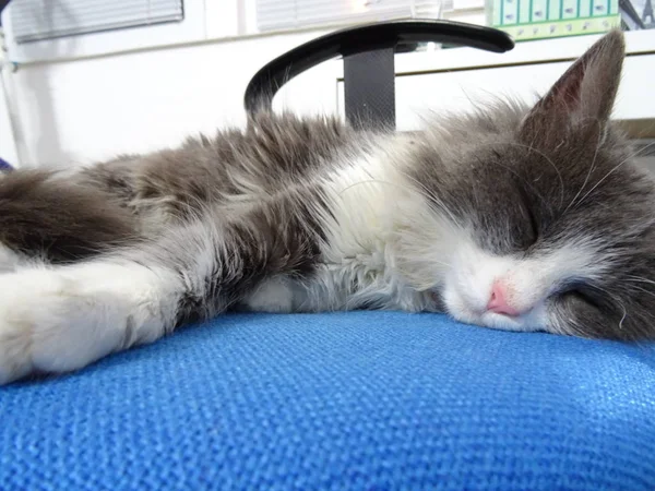 Fluffy Kitten Sleeping on a Blue Office Chair