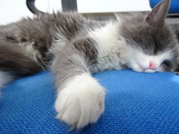 Fluffy Kitten Sleeping on a Blue Office Chair