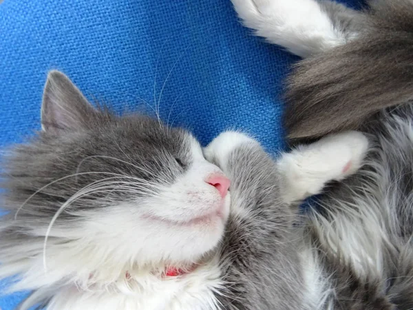 Chaton Aux Cheveux Longs Dormant Sur Une Chaise Bureau Bleue — Photo