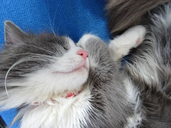 Langharige Kitten Slapen Een Bureaustoel Stof Blauw — Stockfoto