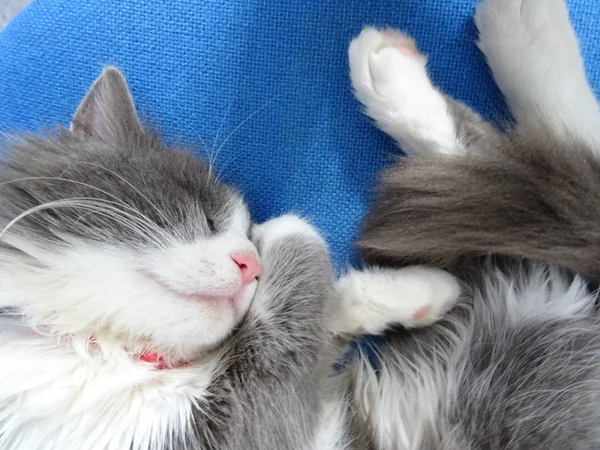 Long Haired Kitten Sleeping on a Blue Office Chair