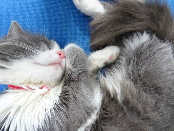 Chaton Aux Cheveux Longs Dormant Sur Une Chaise Bureau Bleue — Photo