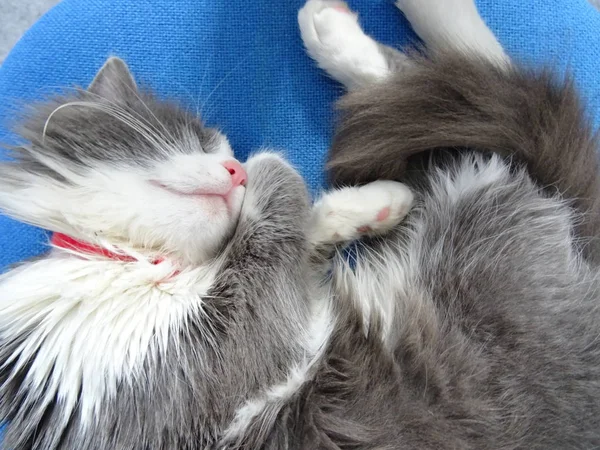Langharige Kitten Slapen Een Bureaustoel Stof Blauw — Stockfoto