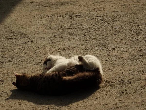 Dos Gatitos Lucha Aire Libre — Foto de Stock