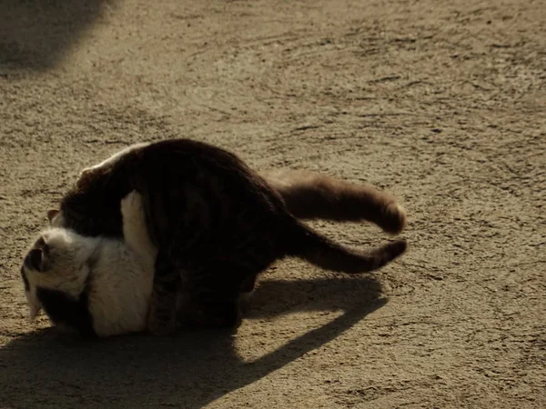 两个战斗小猫户外 — 图库照片