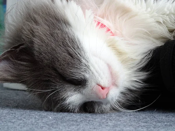 Fluffy Kitty Dalam Deep Sleep — Stok Foto