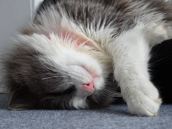 Pluizig Kitty Een Diepe Slaap — Stockfoto