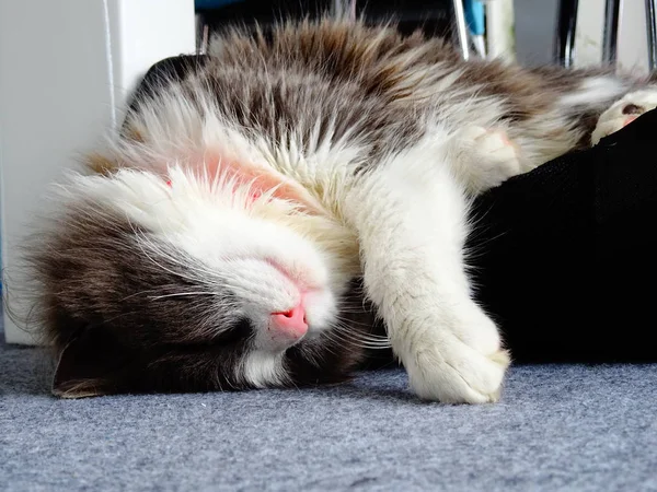 Long Haired Kitty Deep Sleep — Stock Photo, Image