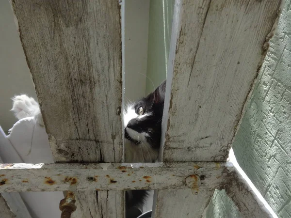 Peeking Kitten View — Stock Photo, Image
