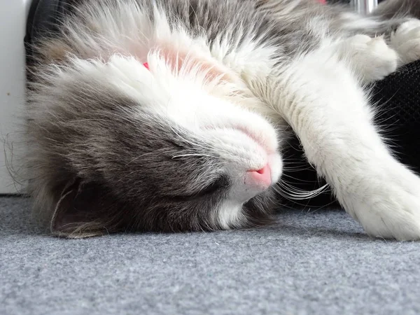 Langharige Kitty Diepe Slaap — Stockfoto