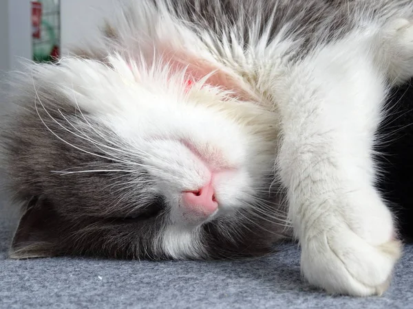 Long Haired Kitty Deep Sleep — Stock Photo, Image