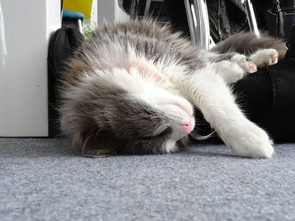 深い眠りの長い髪の猫 — ストック写真