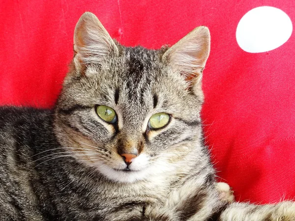 赤ペット枕ローンアンテ猫 — ストック写真
