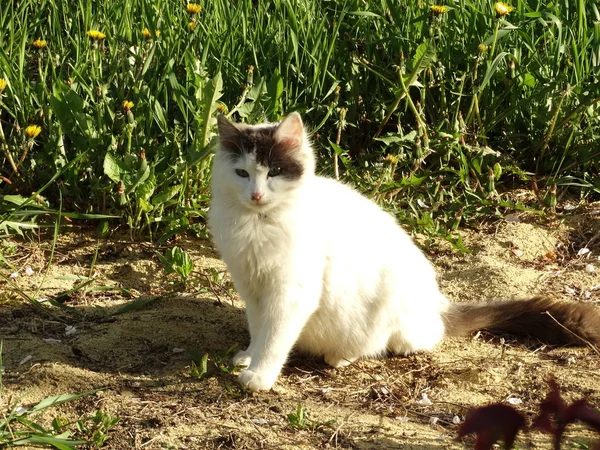 가든에서 화이트 고양이 — 스톡 사진