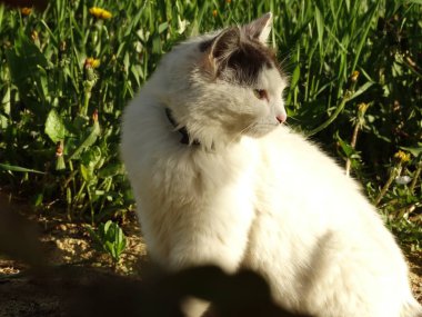 Yeşil bahçe de beyaz kedi