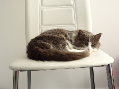 Beyaz bir sandalyeye uyuyan kedi