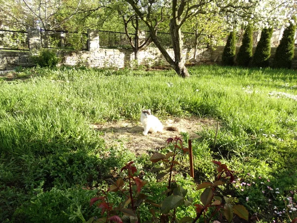 Gatinho Branco Jardim Verde — Fotografia de Stock