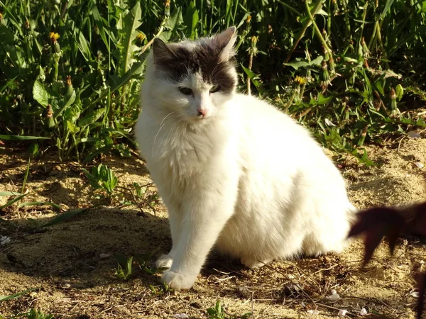 Gatinho Branco Jardim Verde — Fotografia de Stock