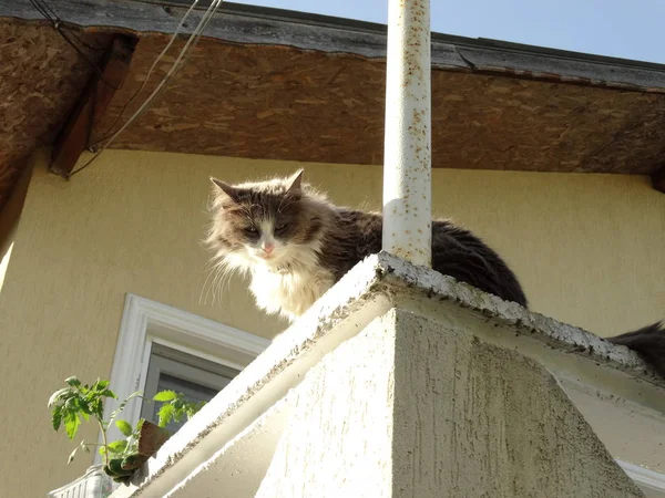 Flauschige Katze Auf Dem Balkon Des Hauses — Stockfoto